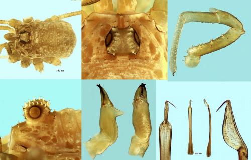 Réf. 194 732 : Rilaena triangularis